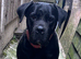 Cane corso bitch for sale