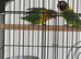 Male and female lovebirds