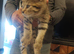 Kitten Persians cross