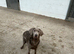 Silver Labrador kc reg bitch