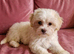 BEAUTIFUL ASIAN MALTIPOO GIRL READY TO GO!