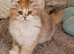 Scottish fold boy and girl