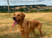 KC Registered Labrador Female 1 Year Old