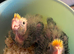 Baby cocktail