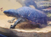 MUSK TURTLES FOR SALE - MALE & FEMALE
