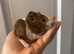 Guinea pig baby&rsquo;s