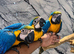 Friendly Baby HandReared Super Tame Cuddly Blue & Gold Macaw Parrot,13