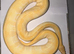 Urgent female Phantom YB Enchi Albino royal ball python