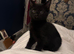 Insured Affectionate playful kittens