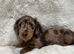 Miniature longhaired dachshund chocolate dapple girl