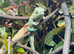 Male nosy faly panther chameleon