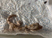Flying Geckos at Birmingham Reptiles
