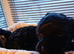 Jack-poo puppies