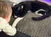 Cats for rehoming