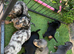 Dashhound puppys