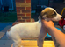 Whippet cross Suzuki