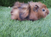 Boar guinea pigs