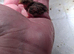Zebra finches, benglese, canaries and baby quail