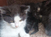 3 kittens need rehoming