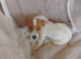 Jack russel puppys