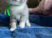 2 male kittens