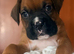 Beautiful bouncy boxer babies
