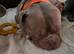 MALE MINI POCKET BULLY