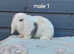 Adorable mini lop rabbits. READY NOW