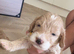 Champagne Cockapoo