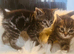 Gorgeous litter of Ragdoll Bengal kittens ready now for loving homes