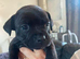 Kc blue/red staffy puppy’s