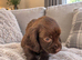 Cocker spaniel pups