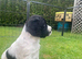 Exceptionally well bred sprocker pups