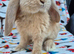 Frenchlop 5 bucks 8 weeks old