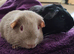 Beautiful bonded boys