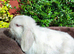 Mini lop