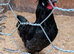 Pilkie (Polish and Silkie crossed)