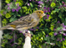 Outdoor Avairy Canaries&rsquo;s