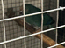 3 female Kakariki parrots available they are &pound;80 each
