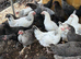 Hybrid hens for sale