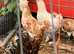 Padovana & Silkie x