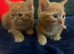 2 ginger kittens for sale