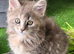 Maine Coon kittens CF81