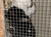 Breeding pair of Netherlands
