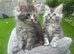 Maine Coon kittens ready now