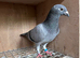 Racing pigeons