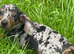 Dapple sausage dog puppy