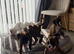 KC Boxer Puppies **READY NOW **
