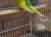 Breeding paiy