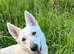 White Swiss Shepherd puppies